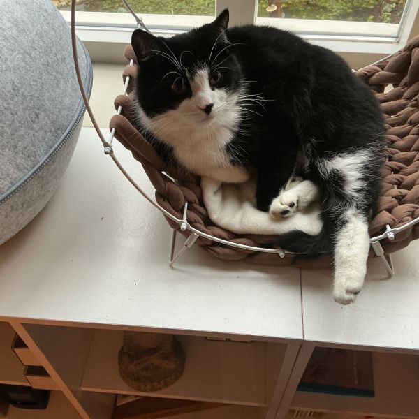 Pico
