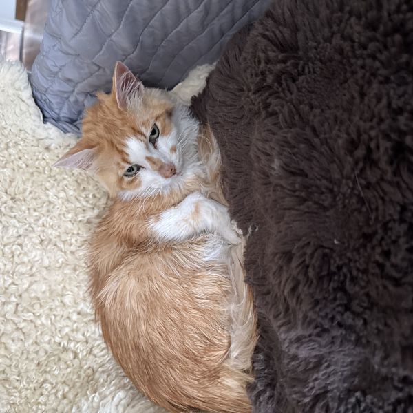 Caramel