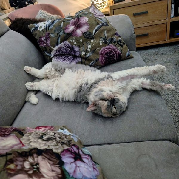 Vlinder