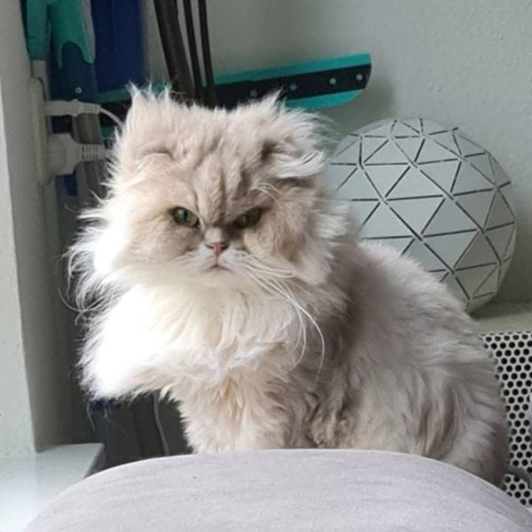 Khaleesi