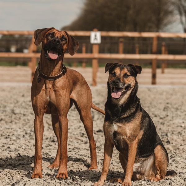 Honden