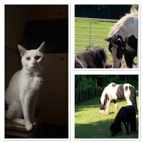 Lola