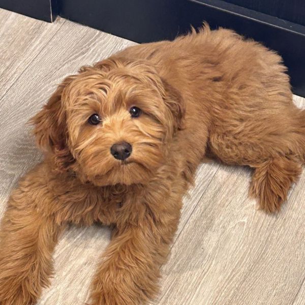 Charlie