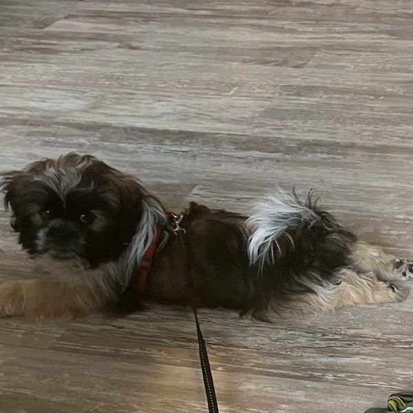 Rex