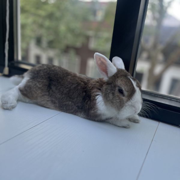 Pippa