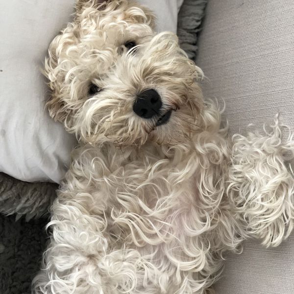Guusje