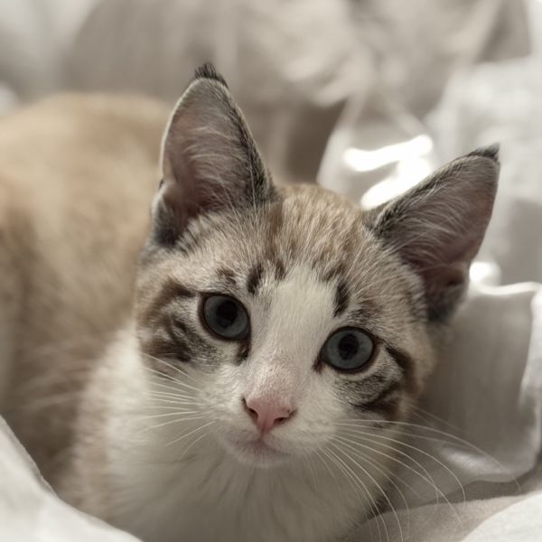 Loki