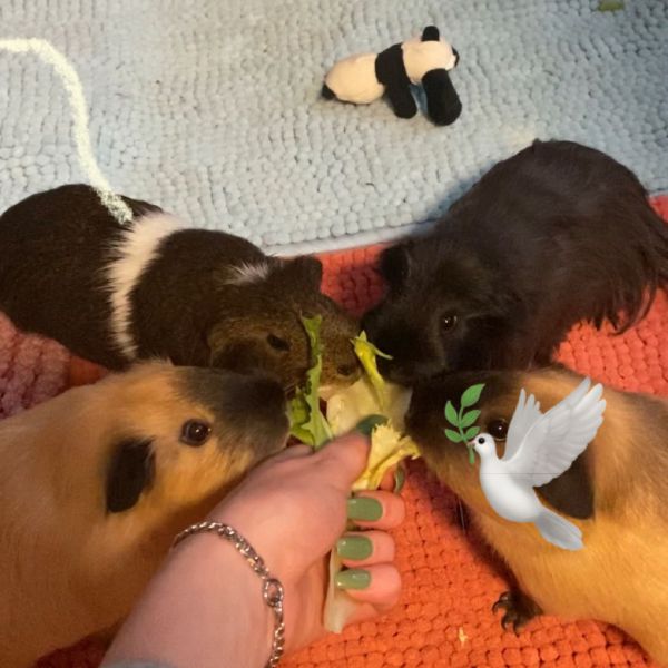 Sweety/Lily/Billy