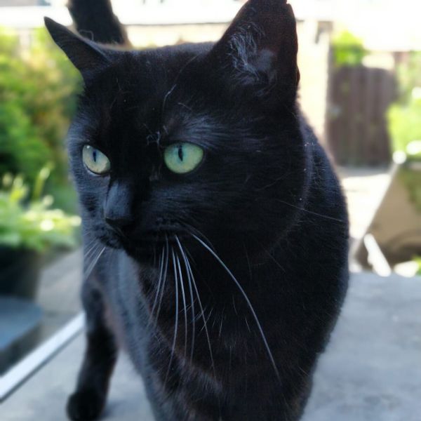 Kat