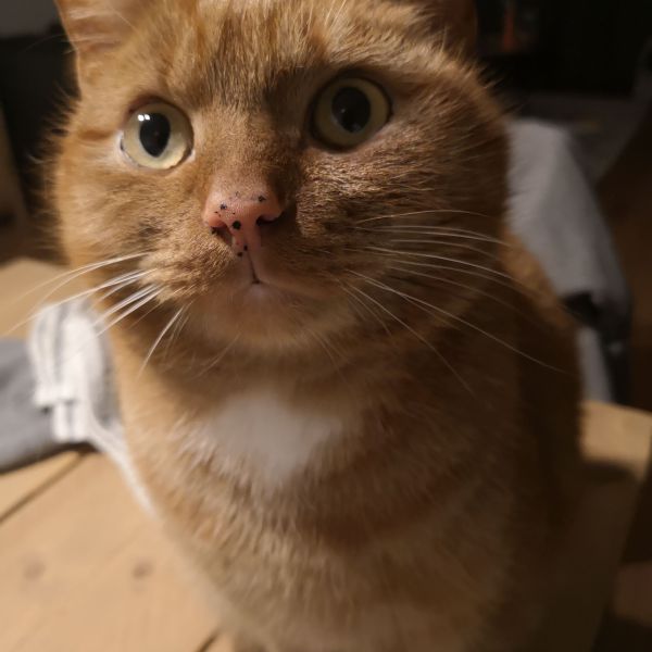 Sjef