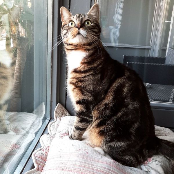 Herman