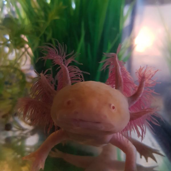 Axolotl 2