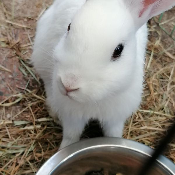 Binkie