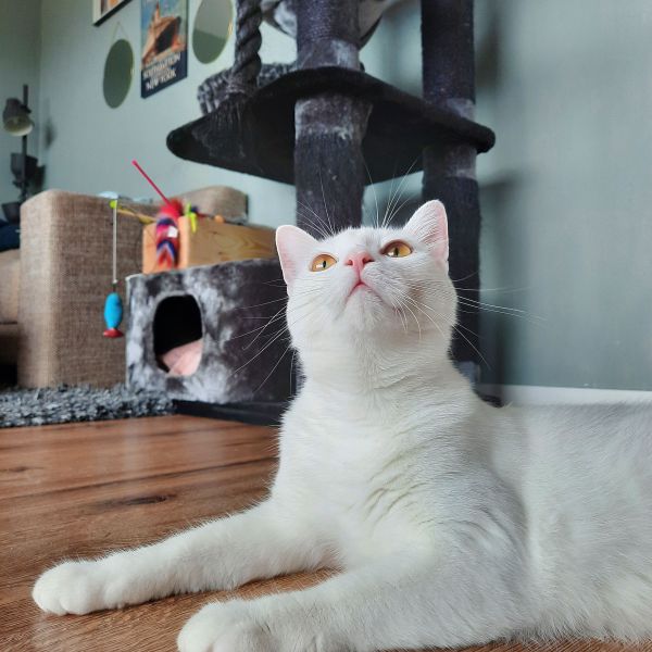 Mia