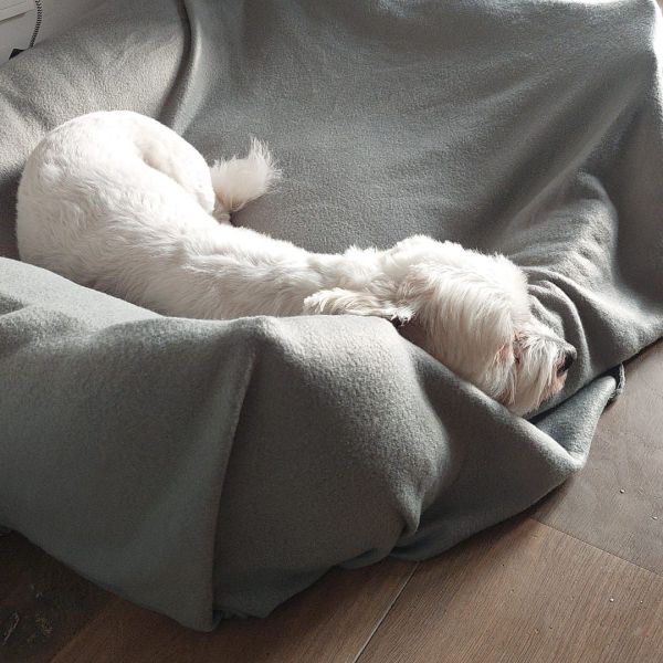 Bodi