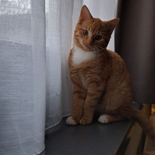 Nala