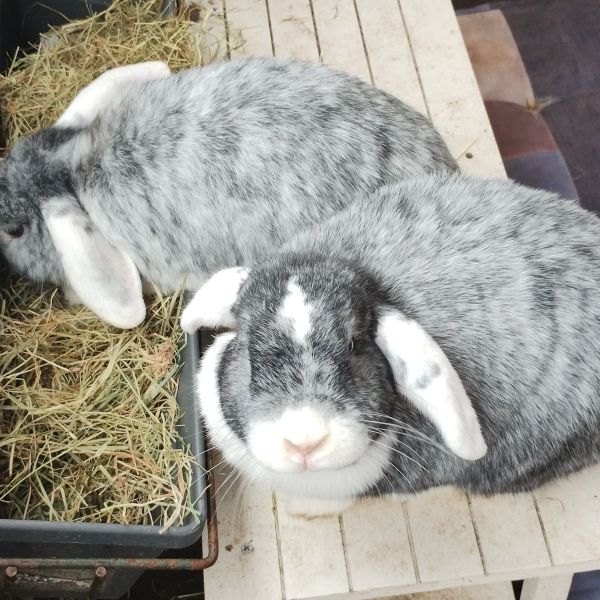 Abby, turbo en june