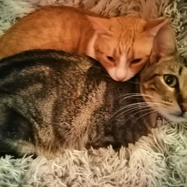 Teun en kaatje