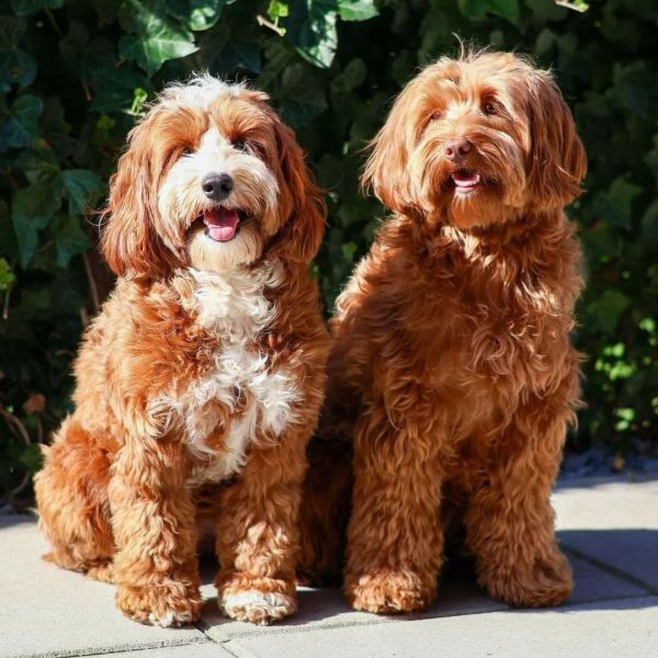 Maggie&amp; miep