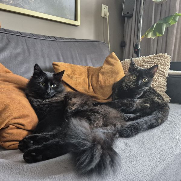 Storm en nala