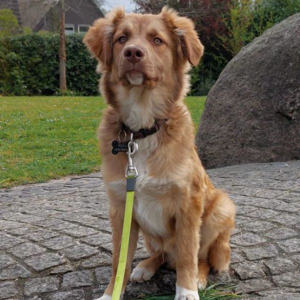 Kees