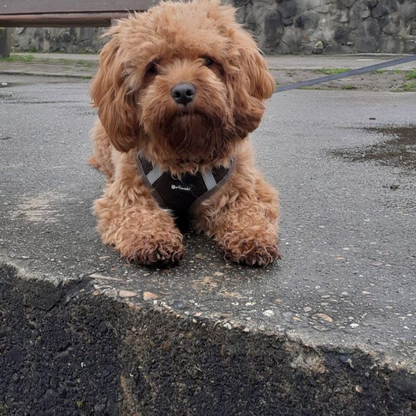 Teddy