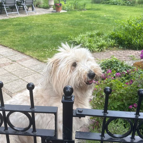 Loek