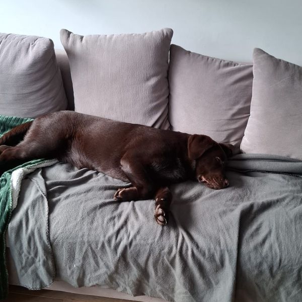 Joep