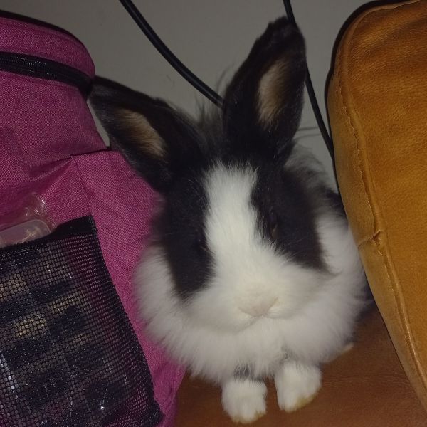 Tokki