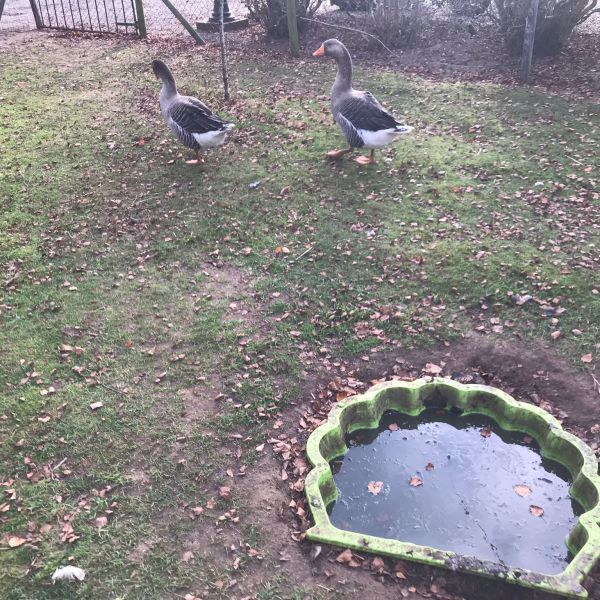 Gans en Grietje