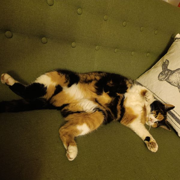 Roxxy