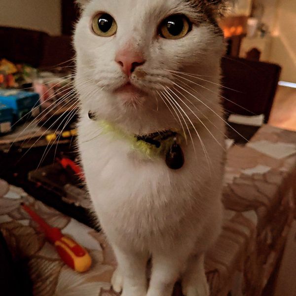 Casper