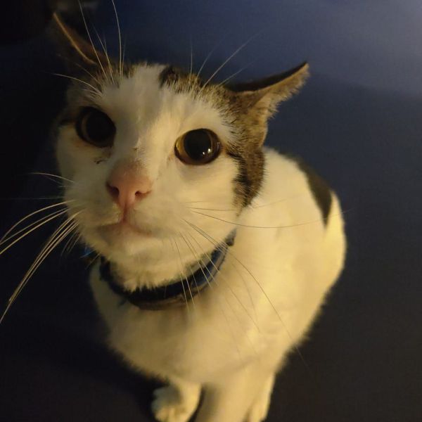 Hugo