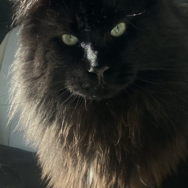 Gizmo