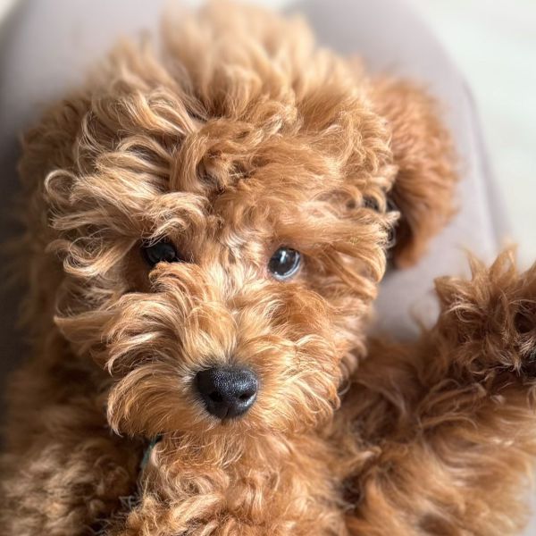 Coco