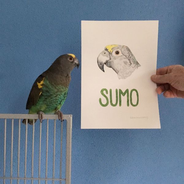 Sumo