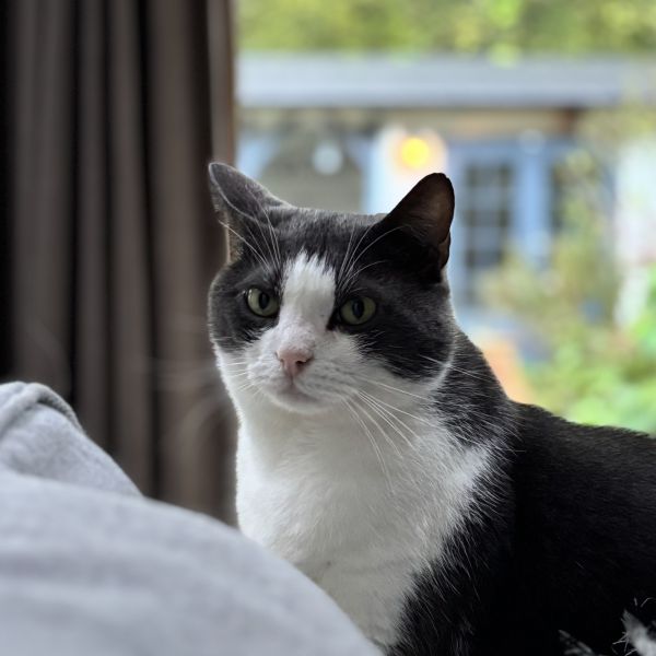 Tommie