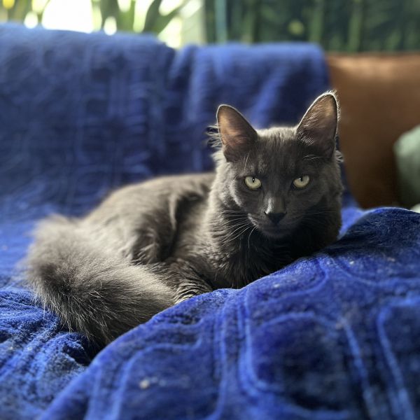 Frankie