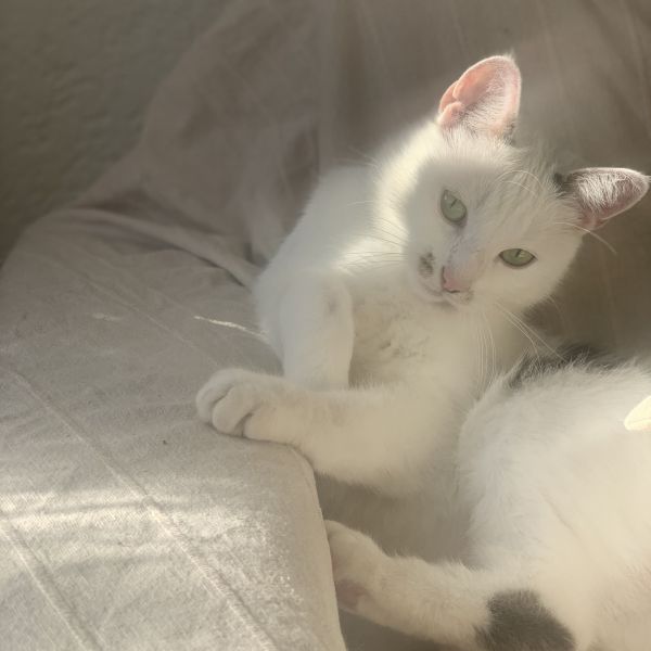 Evi