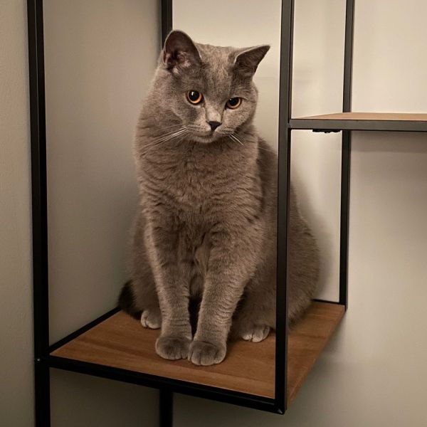 Mr Blu