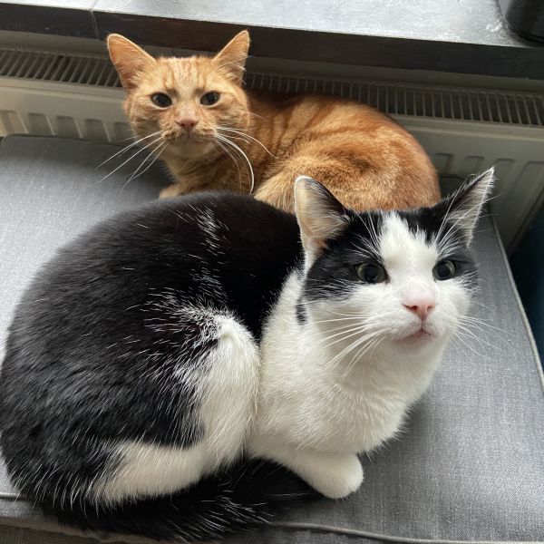 Simba &amp; Abu