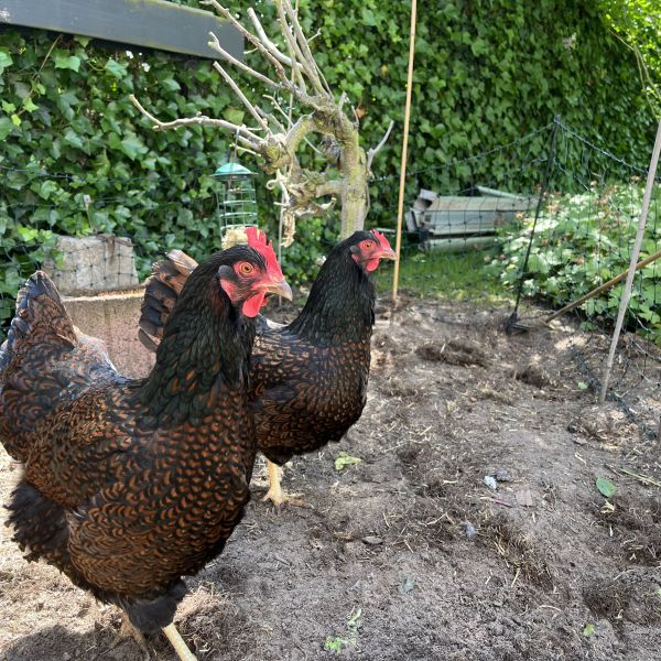 Witje en Trudy