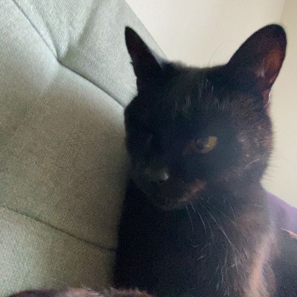 Maurice