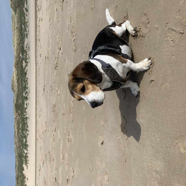 Sammie