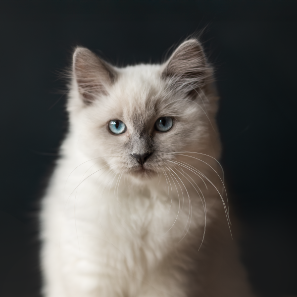 Jet