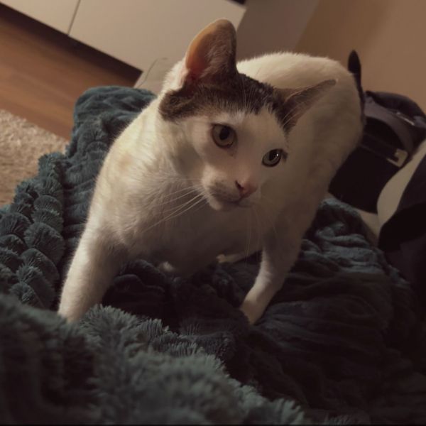 Simba