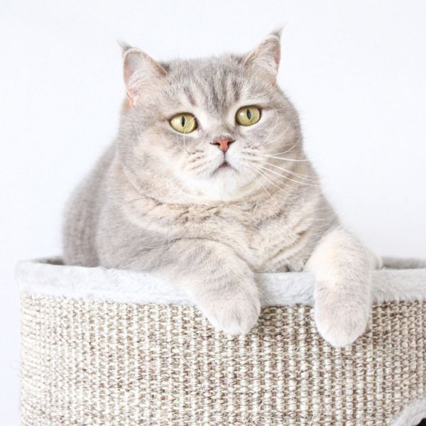 Lila
