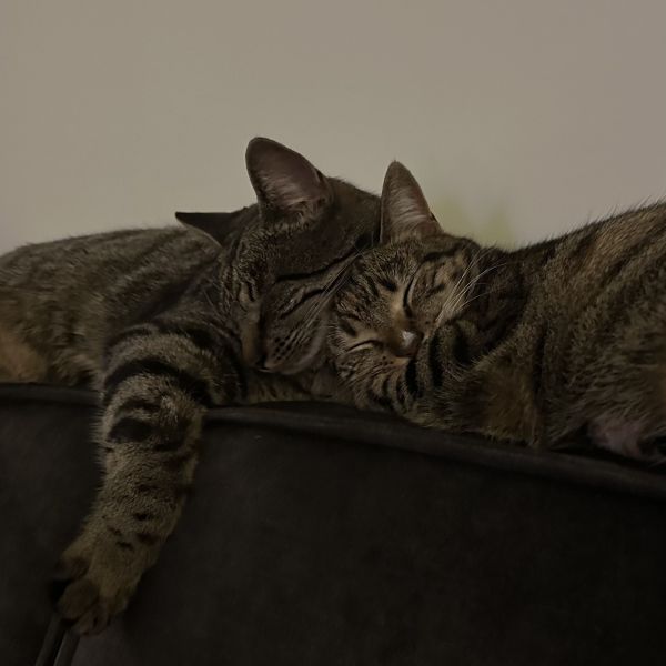 Luna en Lenna