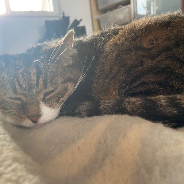 Bella