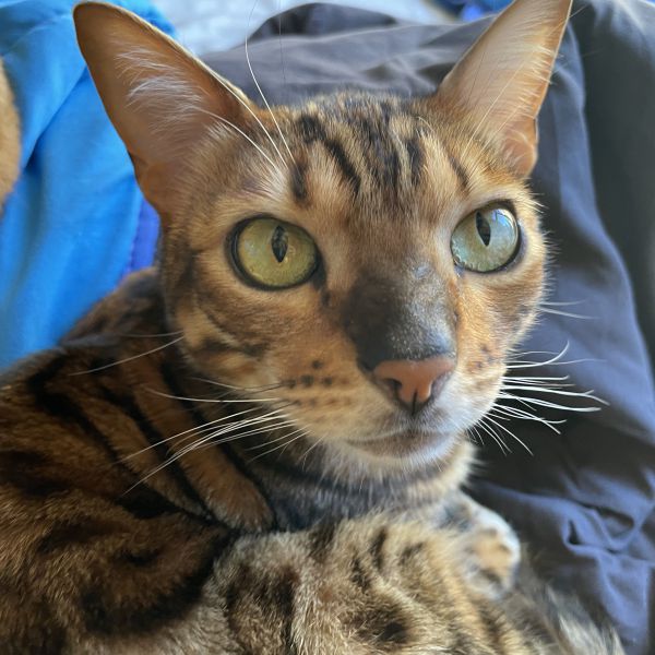 Ringo